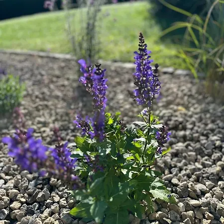 Hohner-auszeit Апартаменты