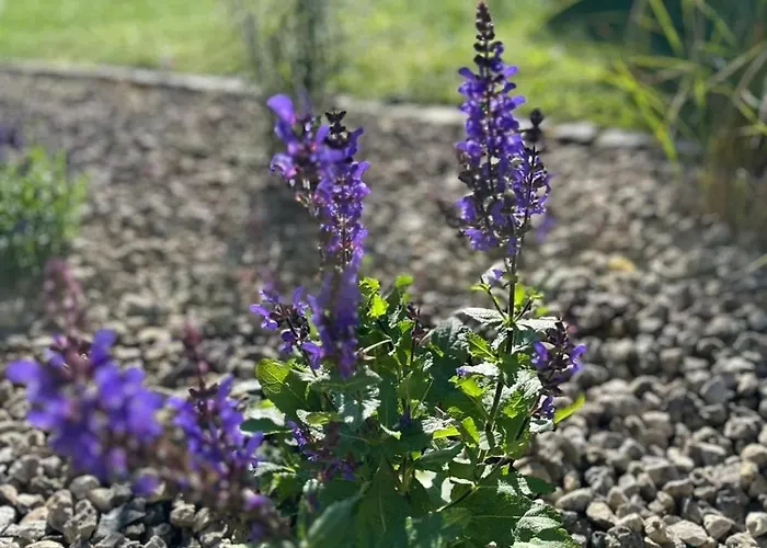 Hohner-auszeit Apartament